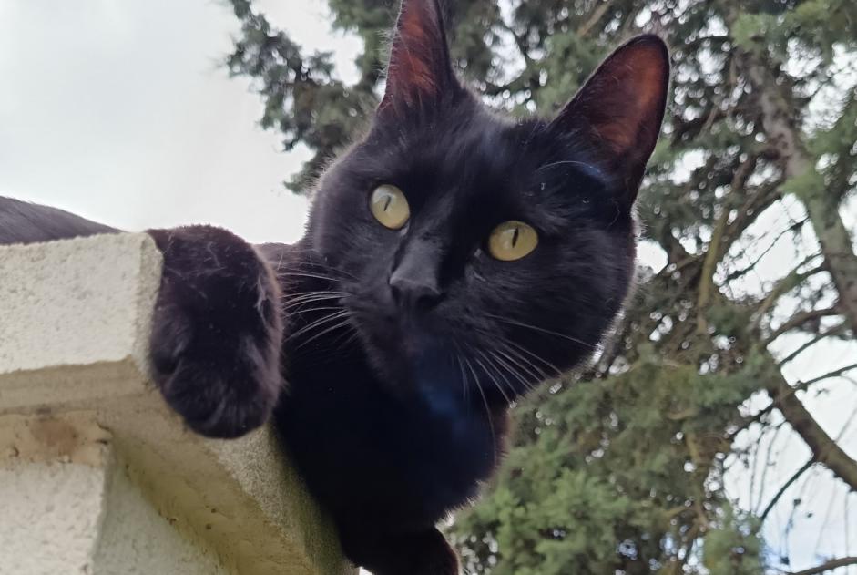 Disappearance alert Cat Male , 5 years Tinqueux France Disappearance alert Cat Male , 5 years Tinqueux France