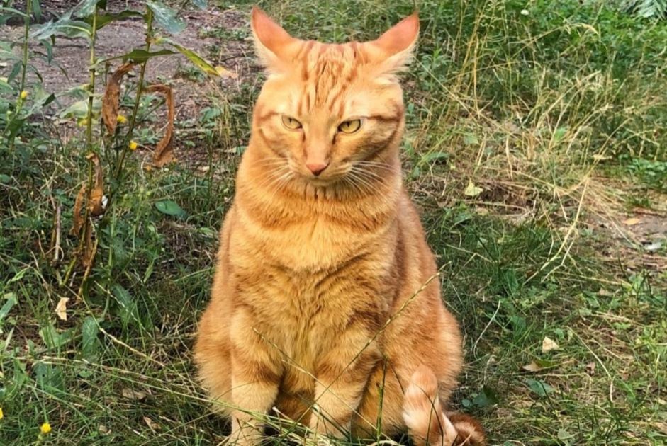 Disappearance alert Cat Male , 6 years Reims France Disappearance alert Cat Male , 6 years Reims France