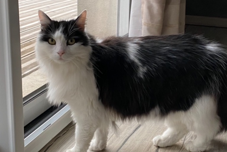 Alerta de Desaparición Gato Hembra , 13 años Gueux Francia Alerta de Desaparición Gato Hembra , 13 años Gueux Francia