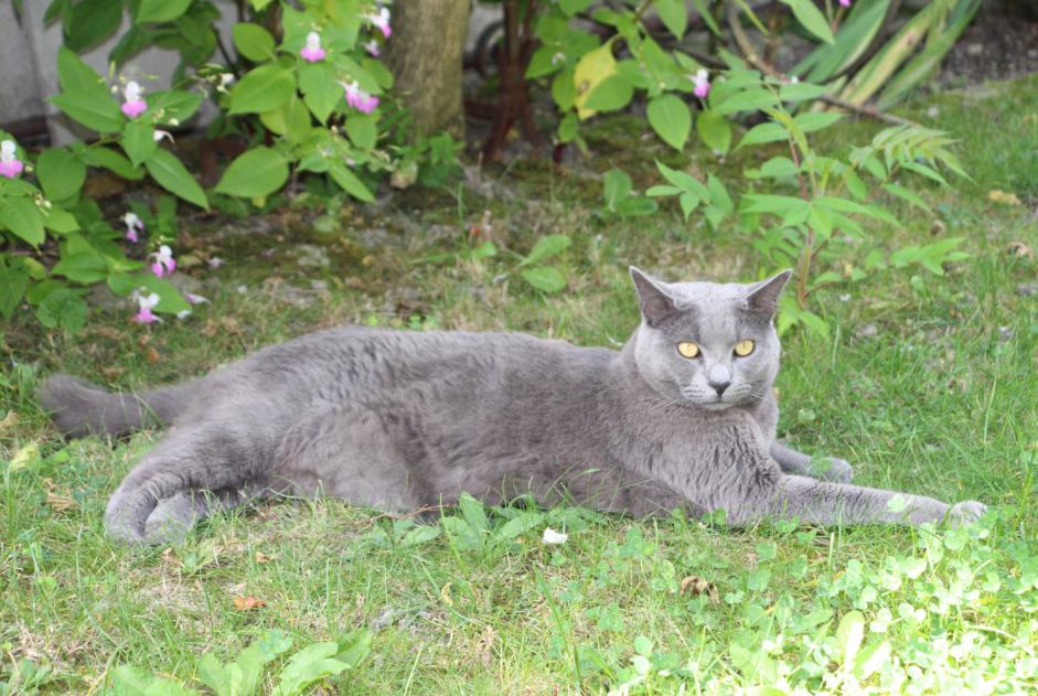 Alerta de Desaparición Gato Macho , 4 años Reims Francia Alerta de Desaparición Gato Macho , 4 años Reims Francia