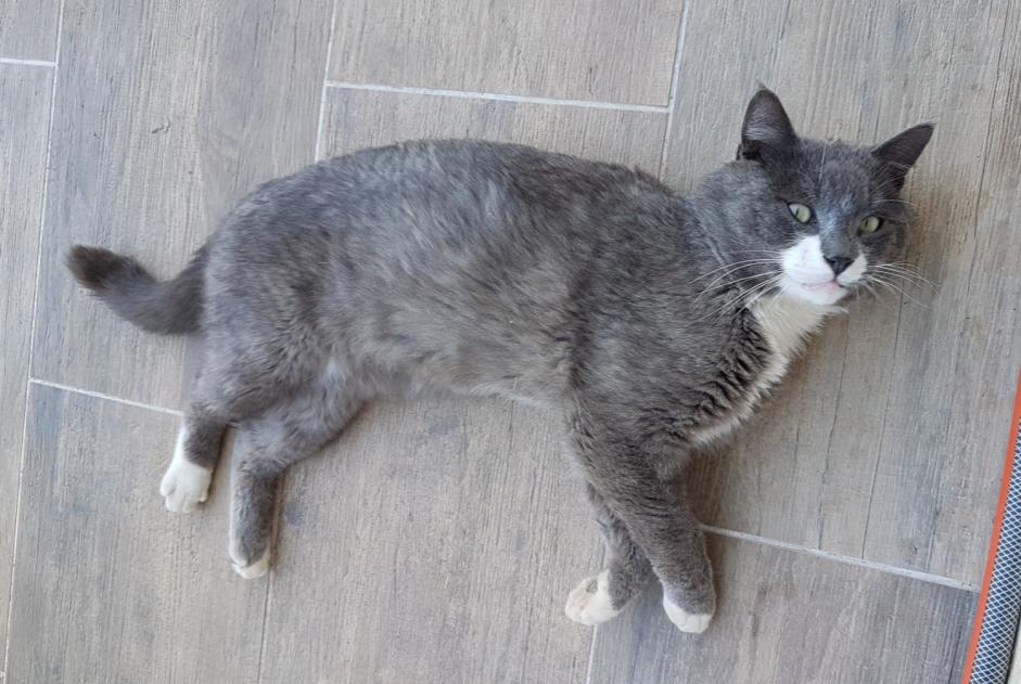 chat perdu 51