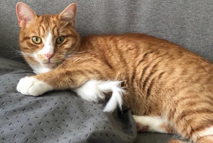 Alerte Disparition Chat Mâle , 3 ans Jonchery-sur-Vesle France
