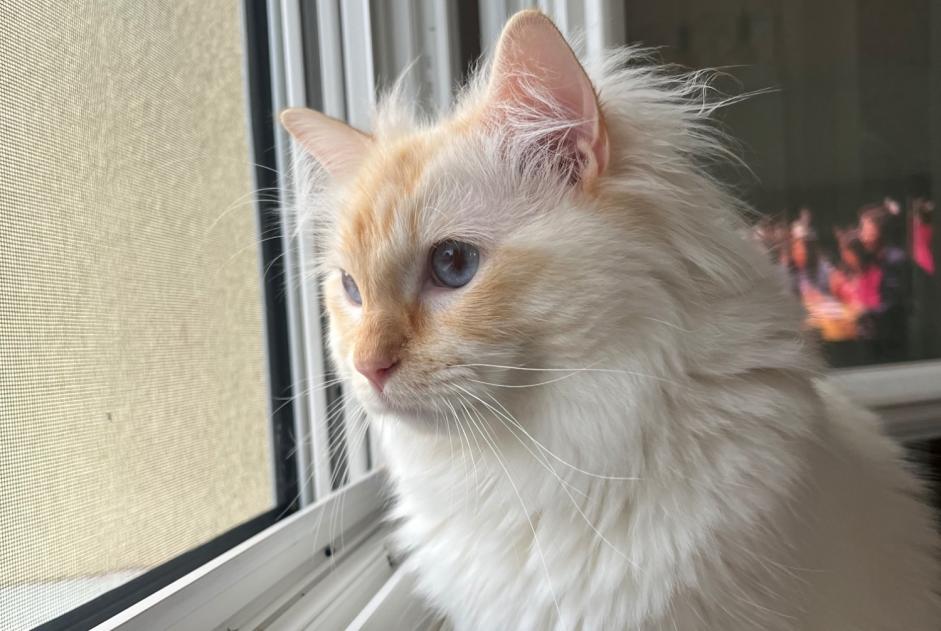 Alerte Disparition Chat  Mâle , 1 ans Cormicy France