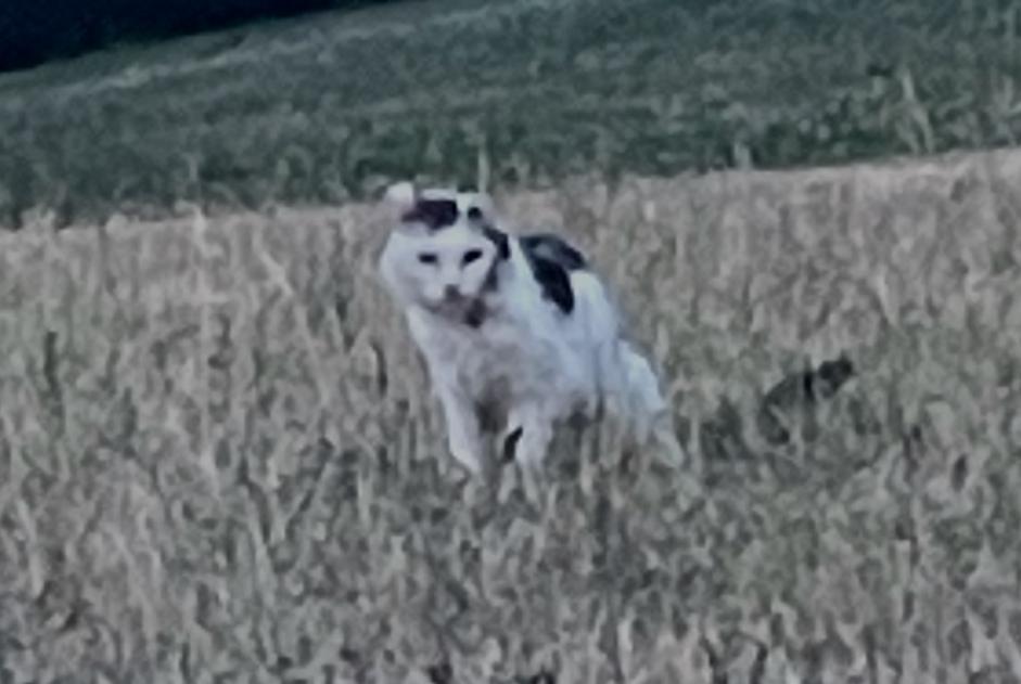 Alerta descoberta Gato Desconhecido Ville-Dommange France